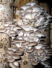 ГРИБЫ ВЕШЕНКА, МИЦЕЛИЙ, ГРИБНЫЕ БЛОКИ